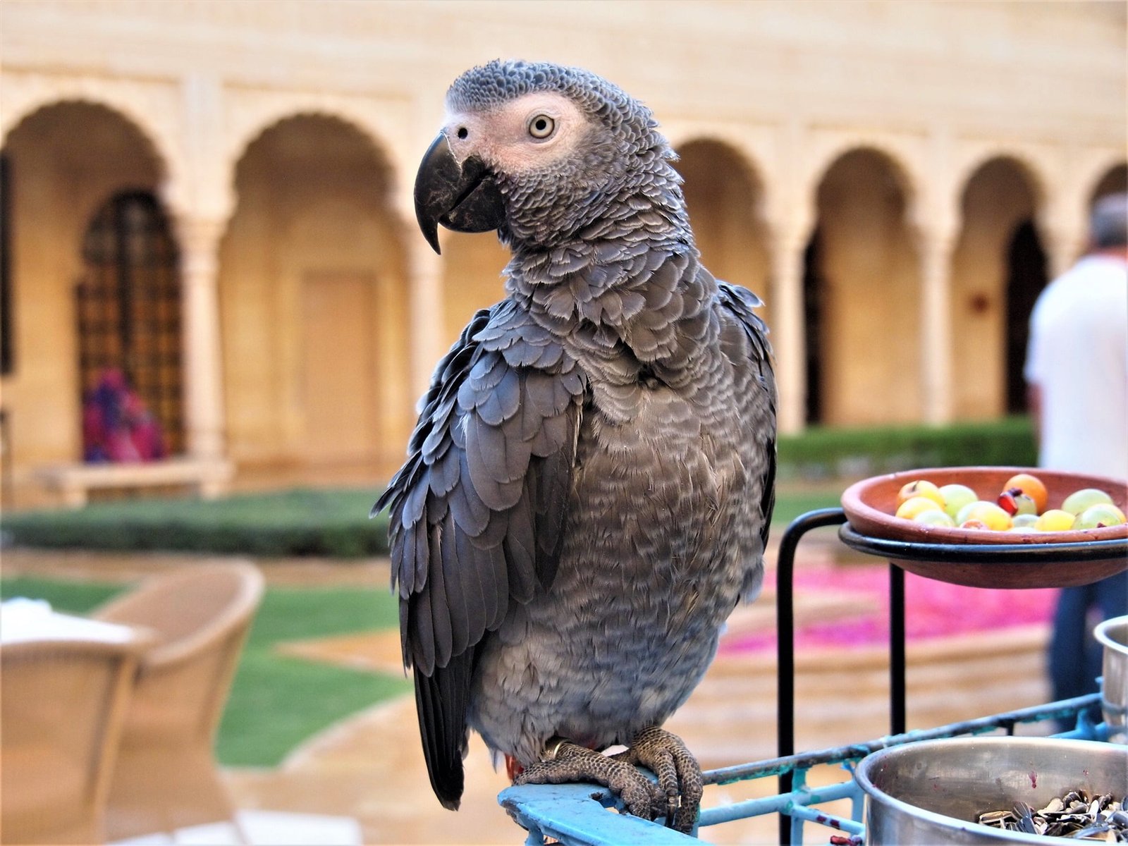 african grey parrot talking