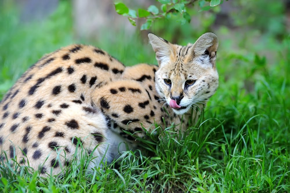 african savannah cat