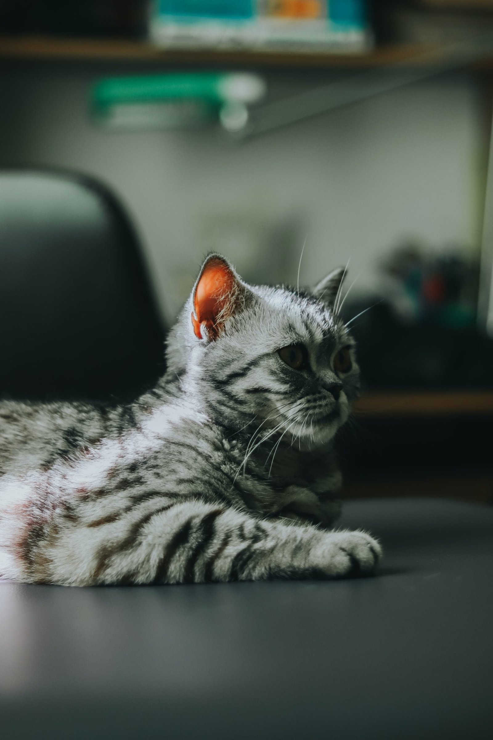 american shorthair