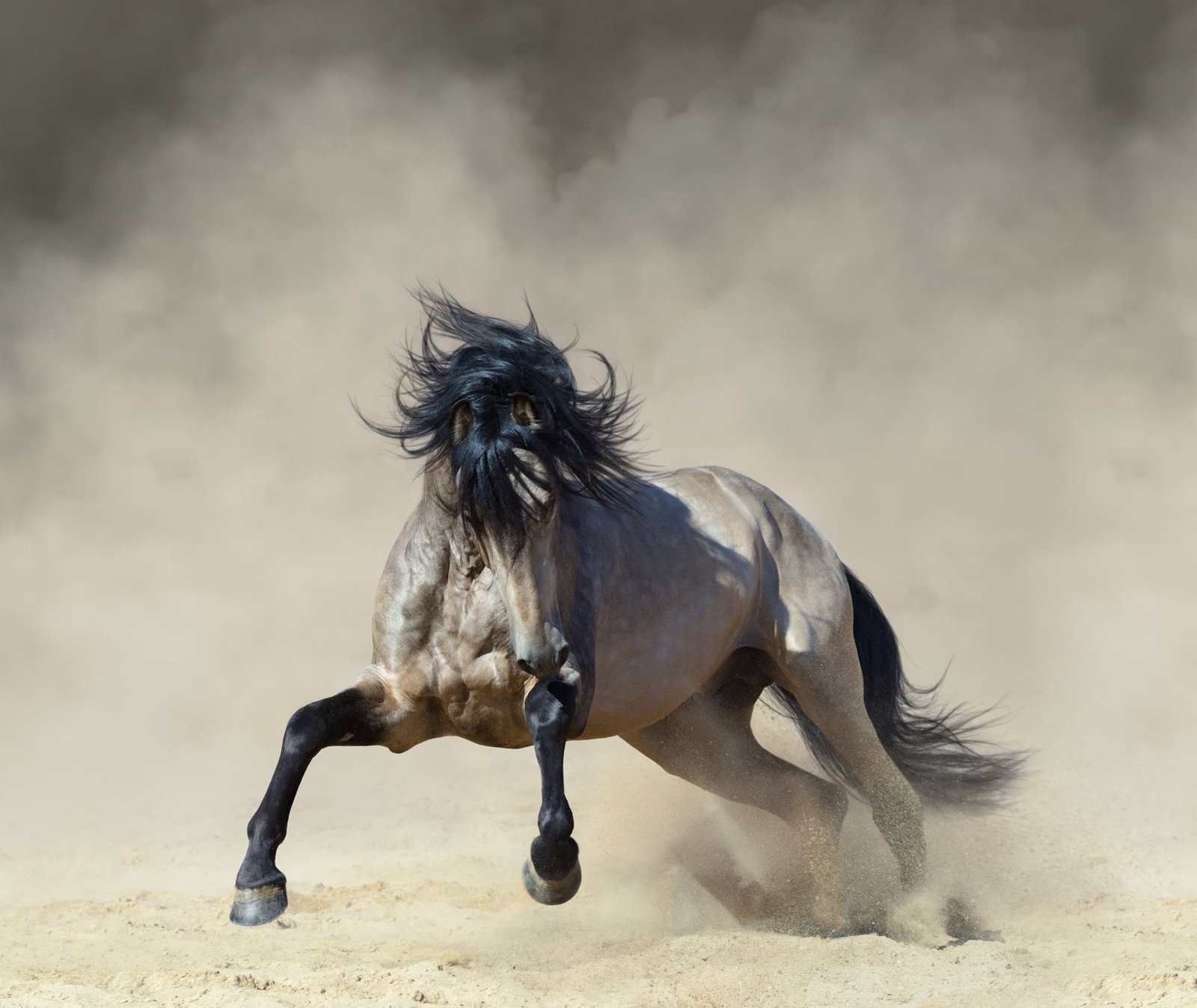 andalusian horse colors