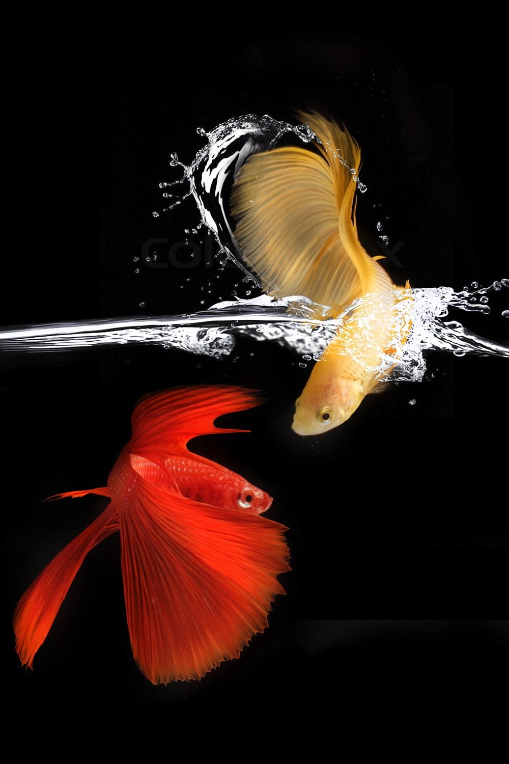 betta fish care