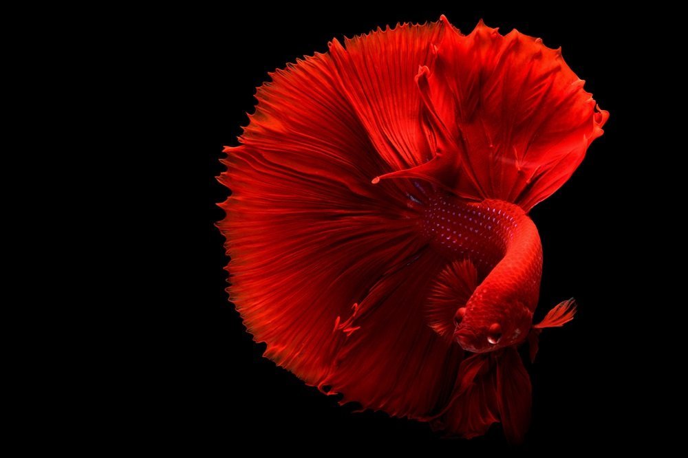 betta fish