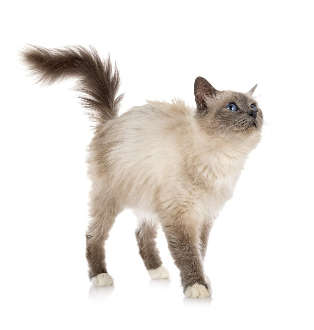 birman cat characteristics