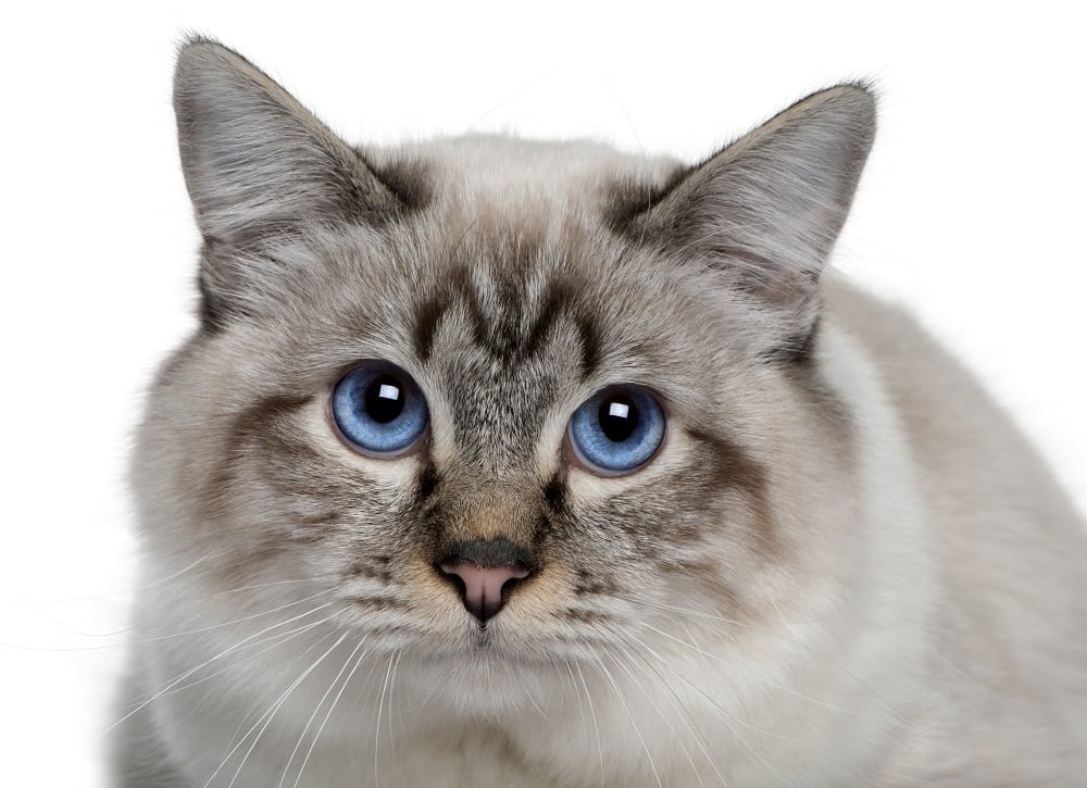birman cat personality