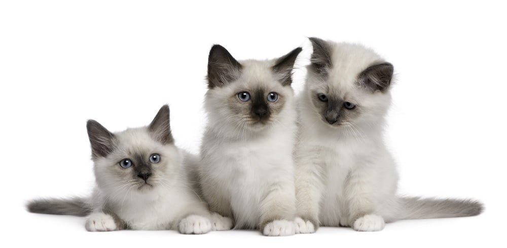 birman cat