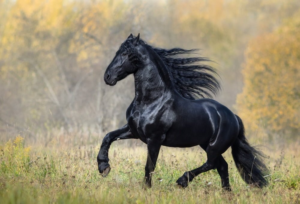 black friesian horse