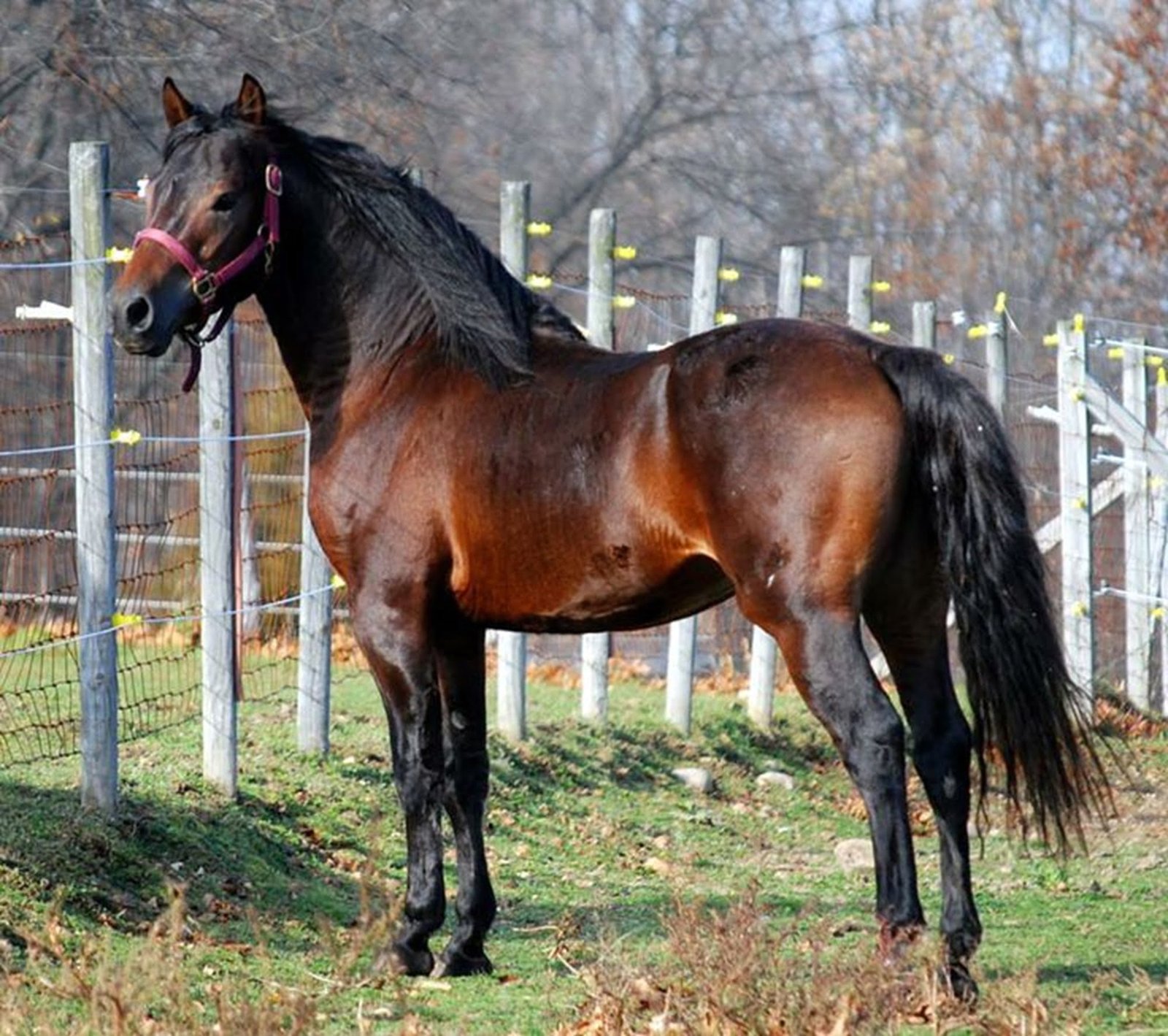 black morgan horse
