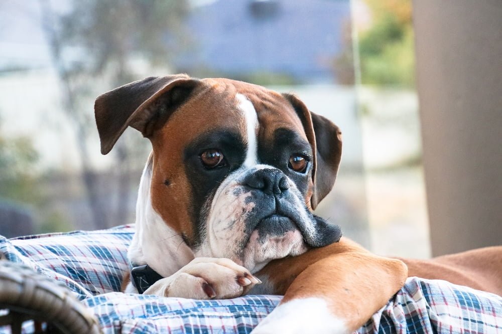 boxer dog temperament
