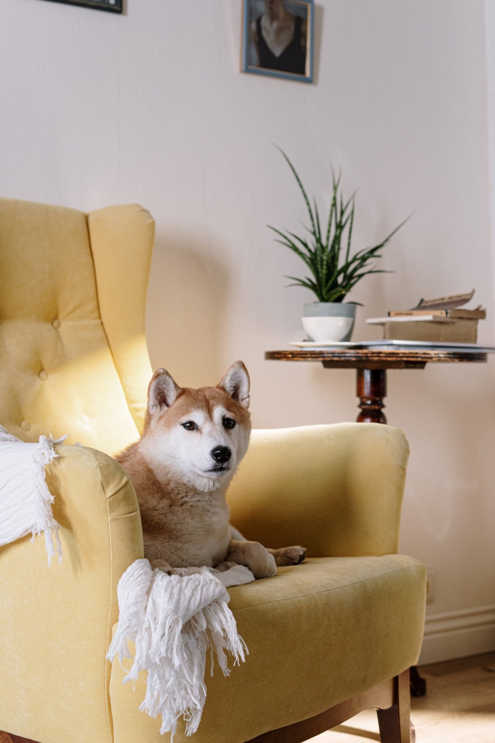 buy shiba inu dog