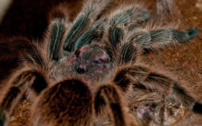 chilean rose tarantula care