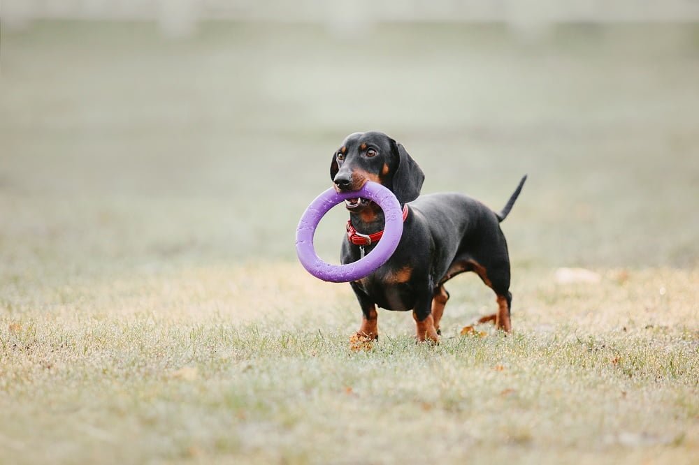 dachshund