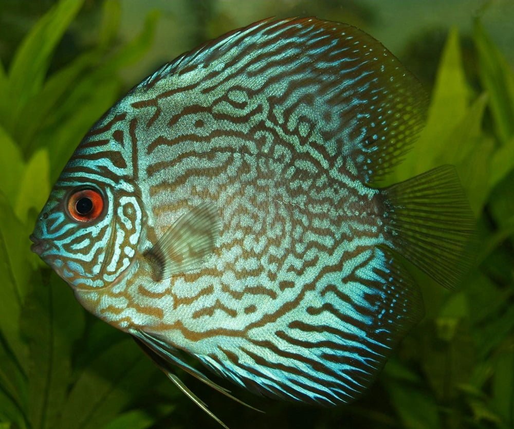 discus fish types
