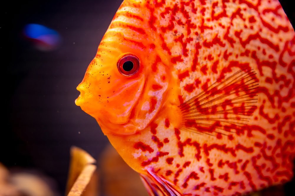 discus fish
