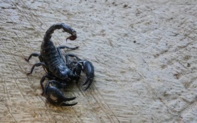 emperor scorpion