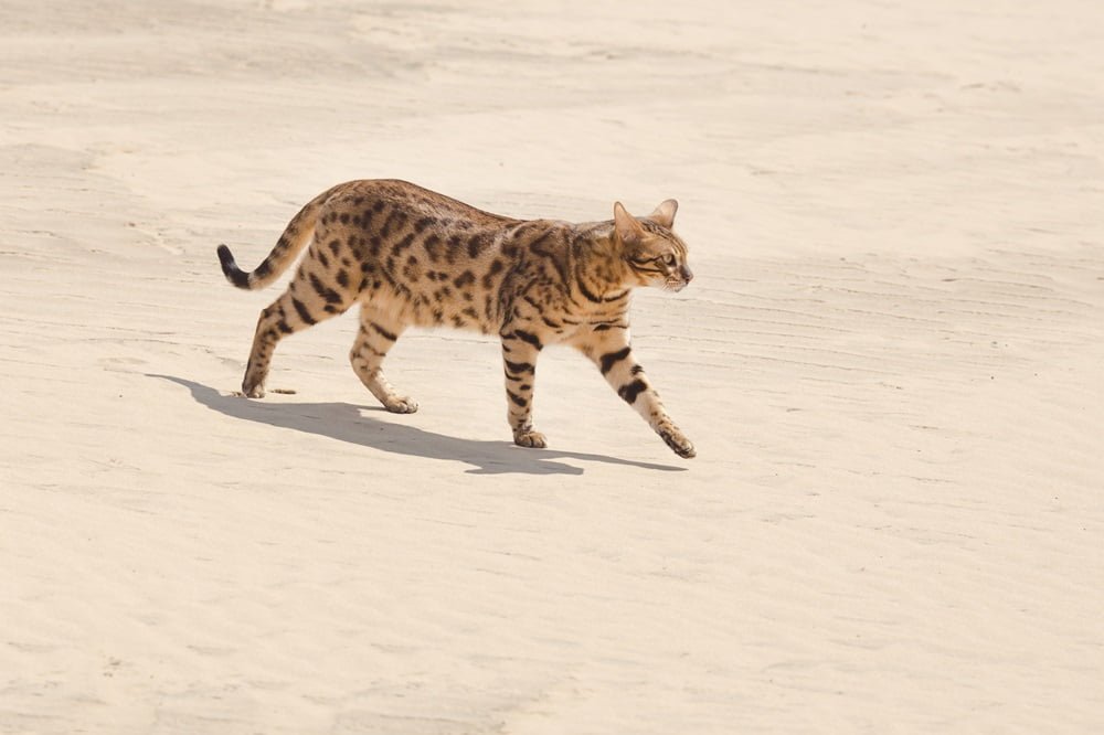 f1 savannah cat
