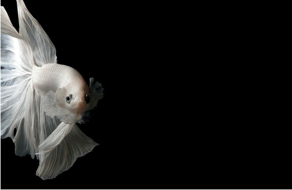 female betta fish