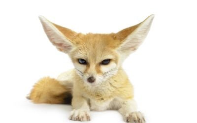 fennec fox pet