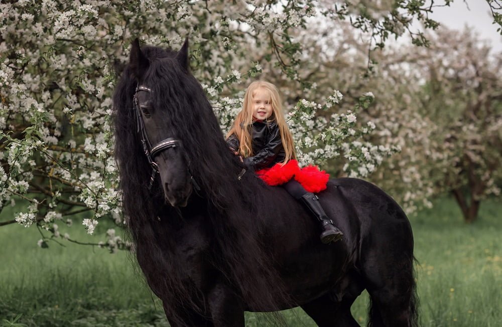 friesian horse