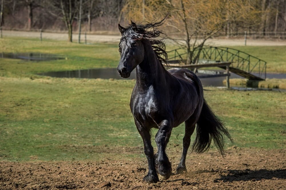 friesian horses