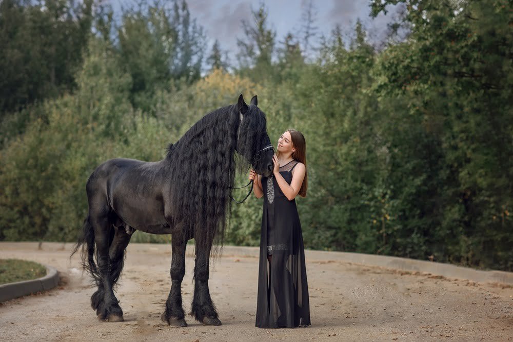 friesian