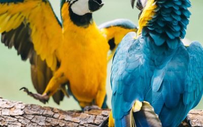 hyacinth macaw lifespan
