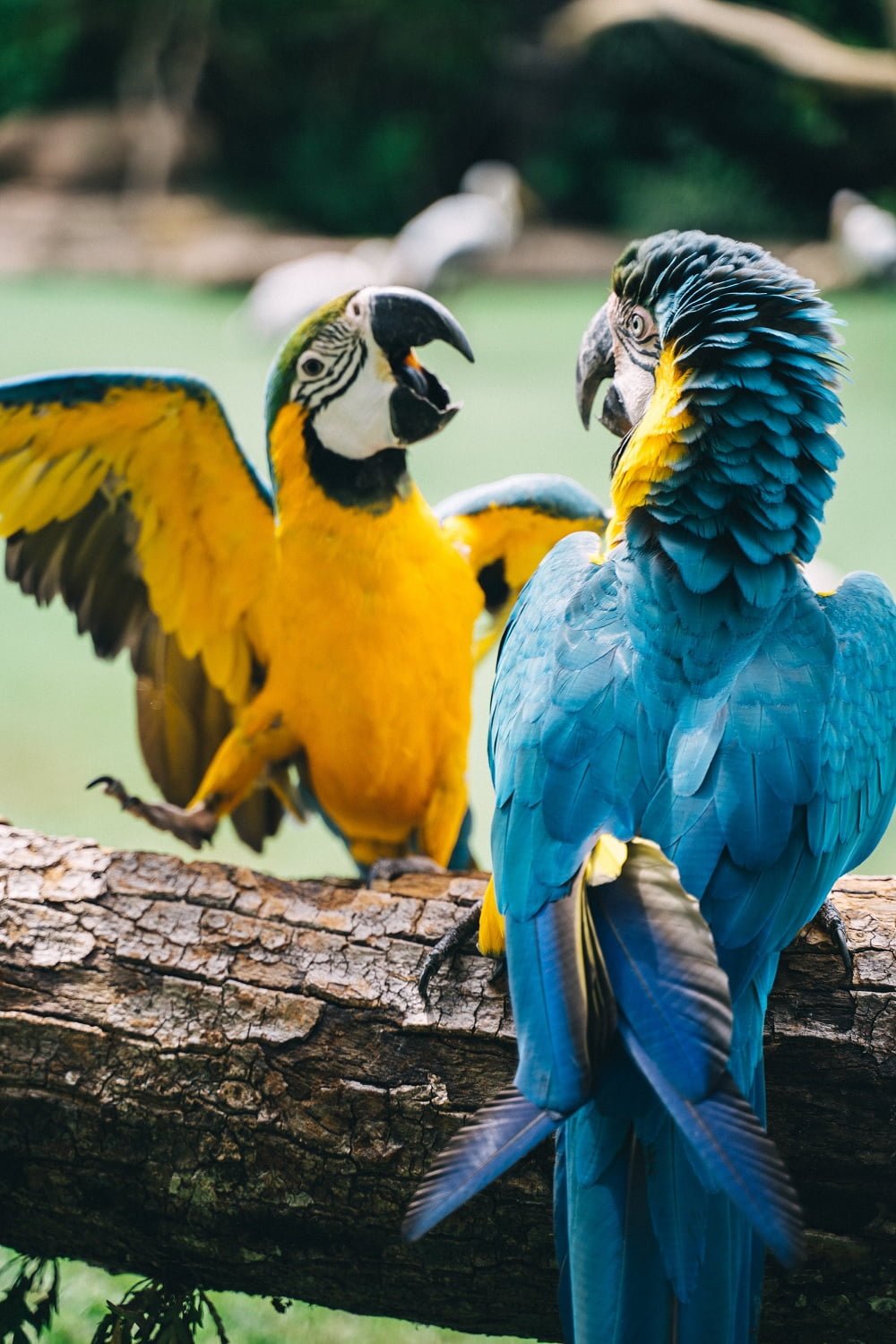 hyacinth macaw lifespan