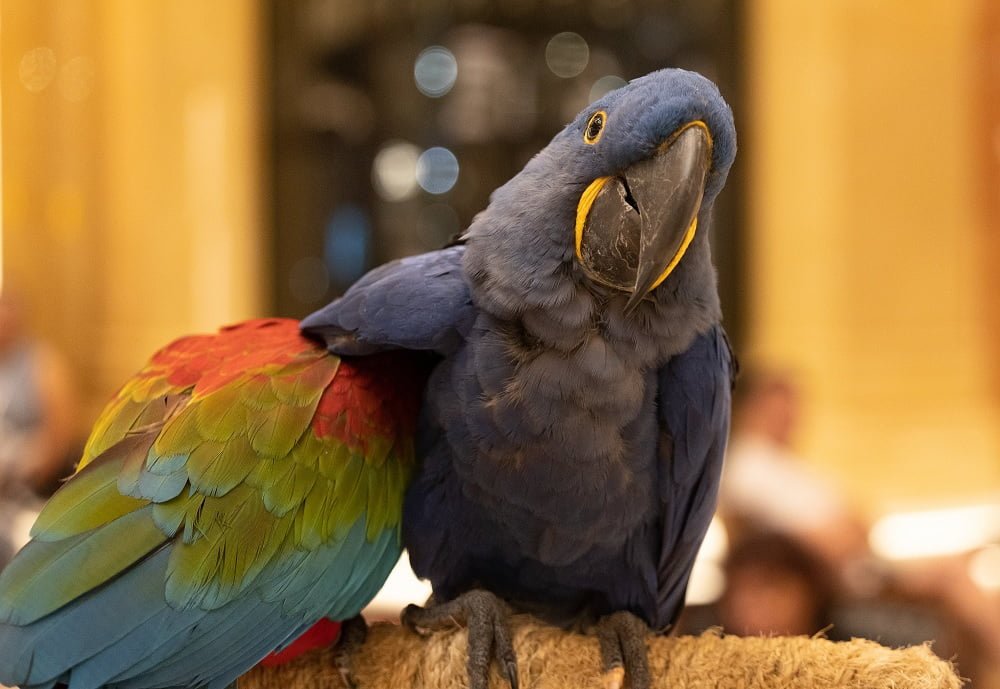hyacinth macaw pet