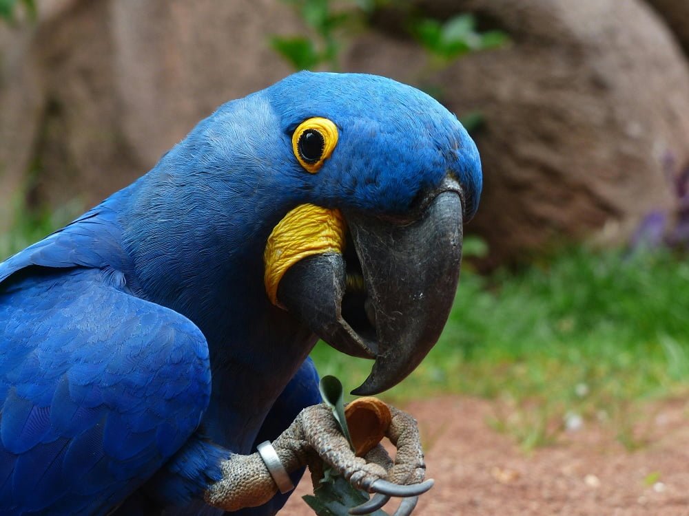 hyacinth macaw