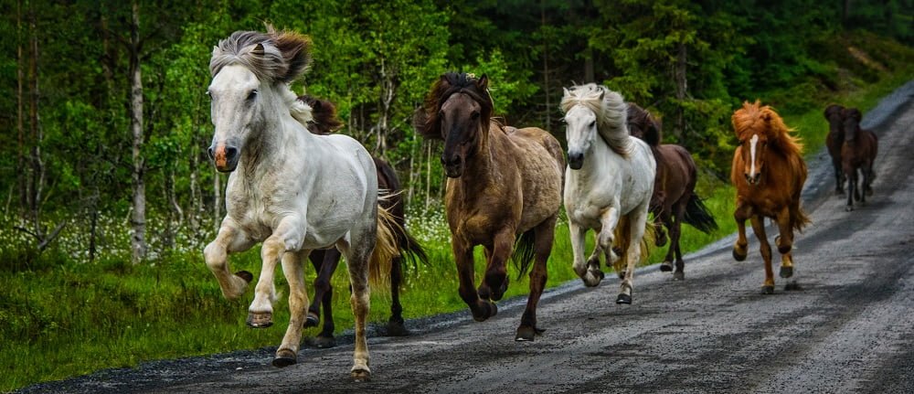 icelandic horse gaits