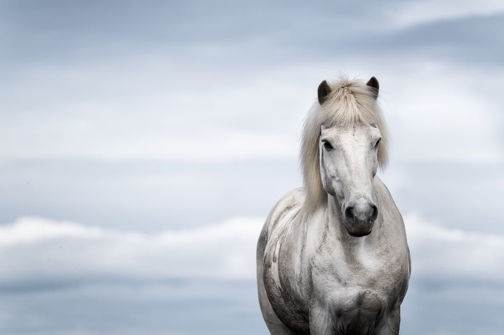 icelandic horse tours