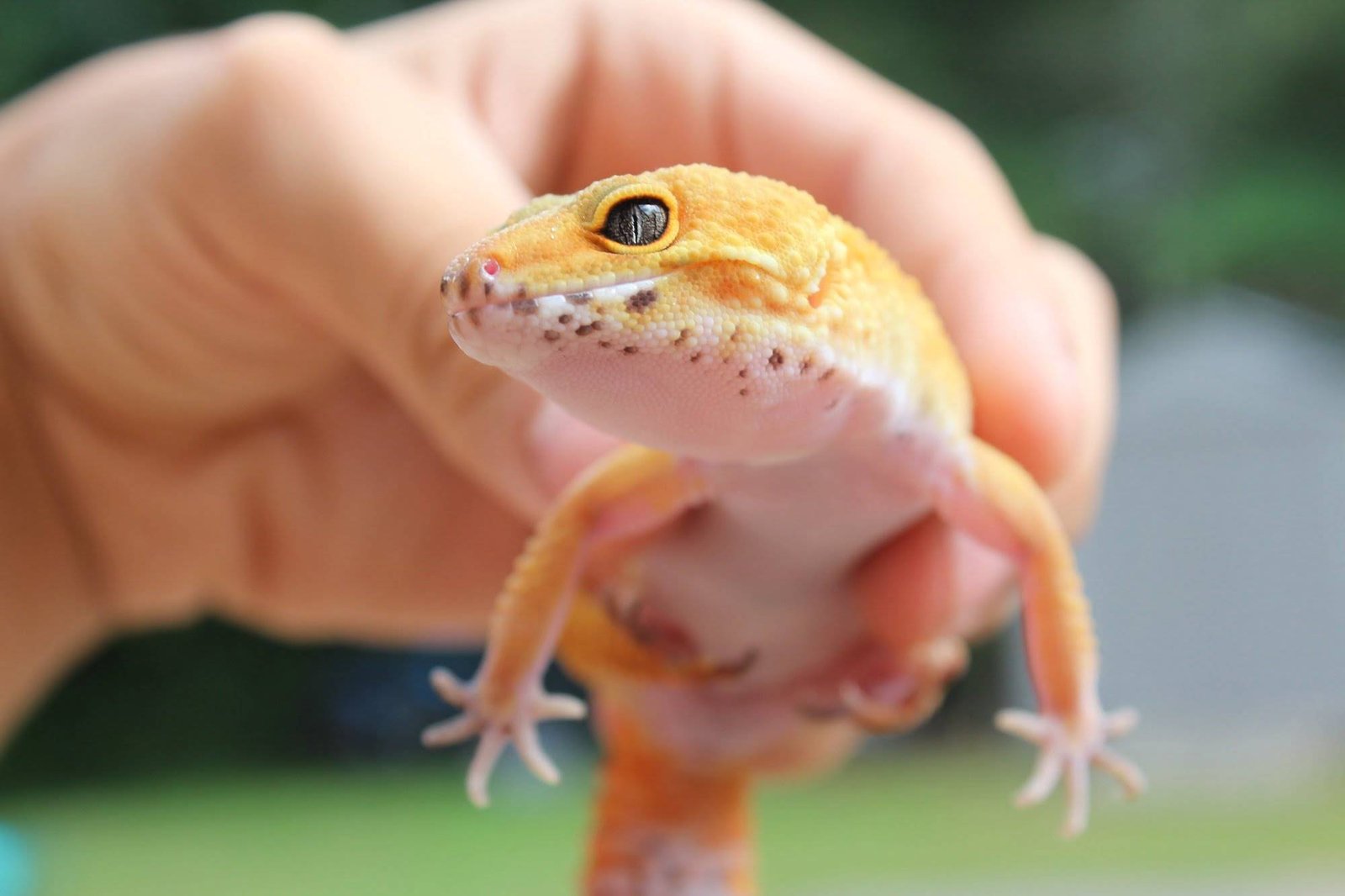 lavender leopard gecko morphs