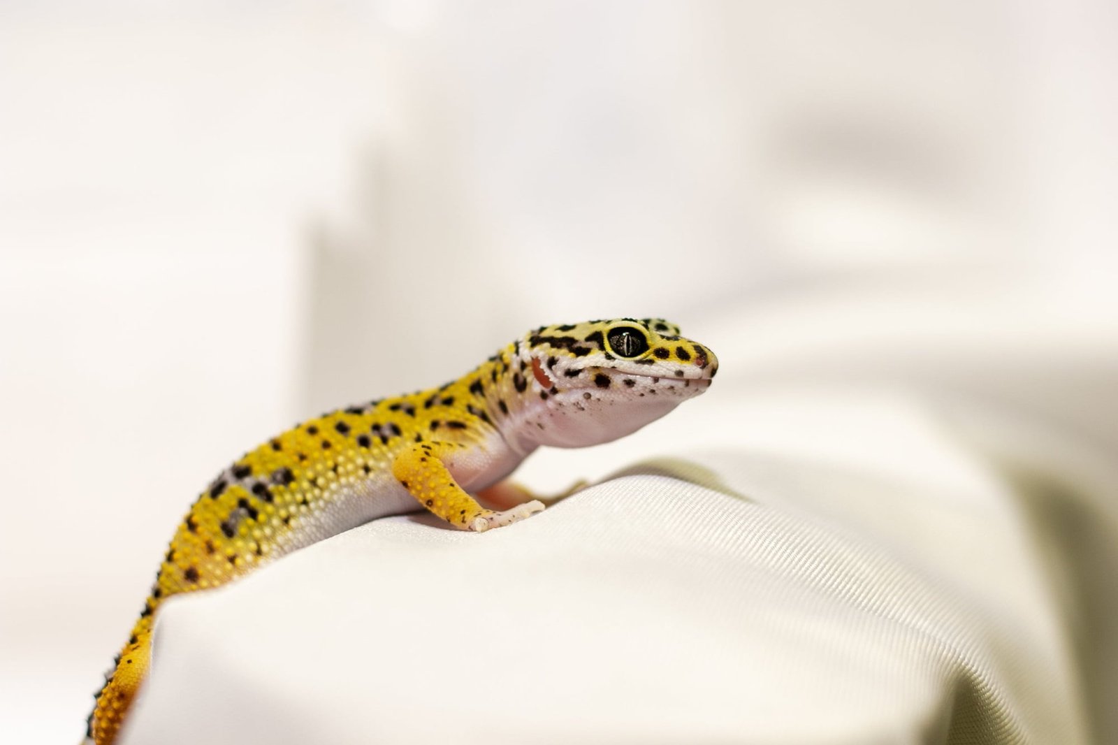 leopard gecko morph