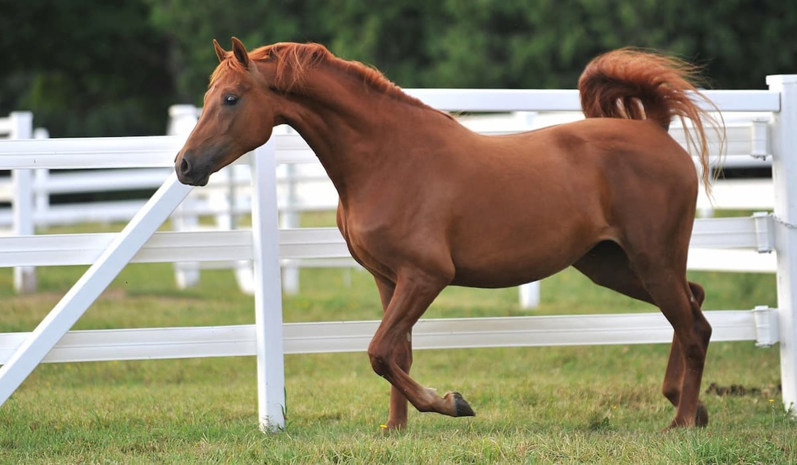 morgan horse