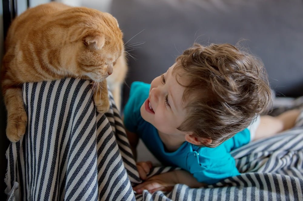 munchkin scottish fold cat