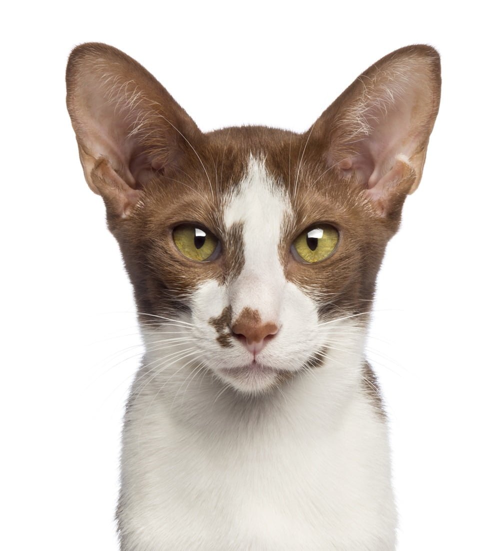 oriental shorthair