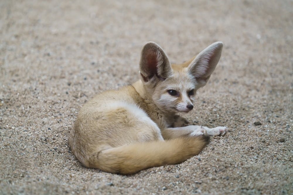 pet fennec fox