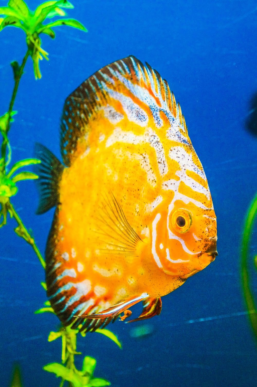 red discus fish