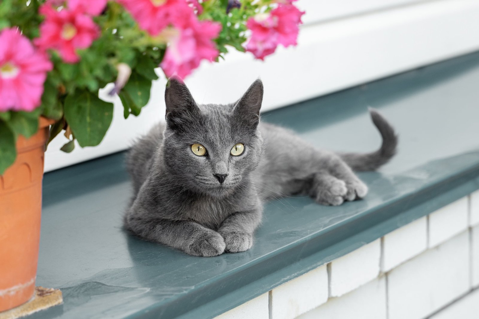 russian blue cats