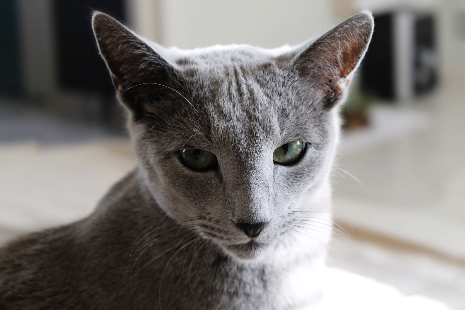 russian blue kittens