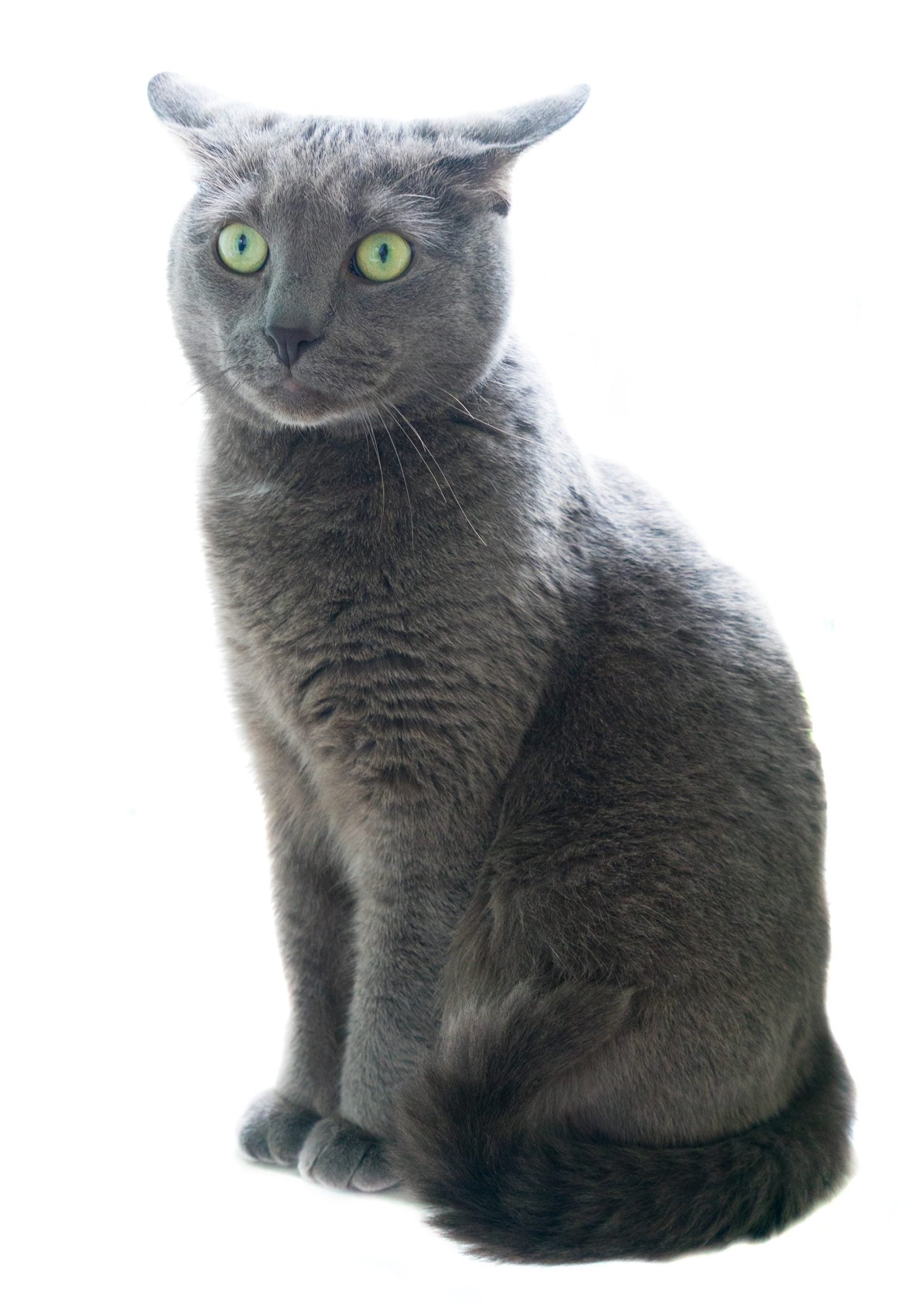 russian blue