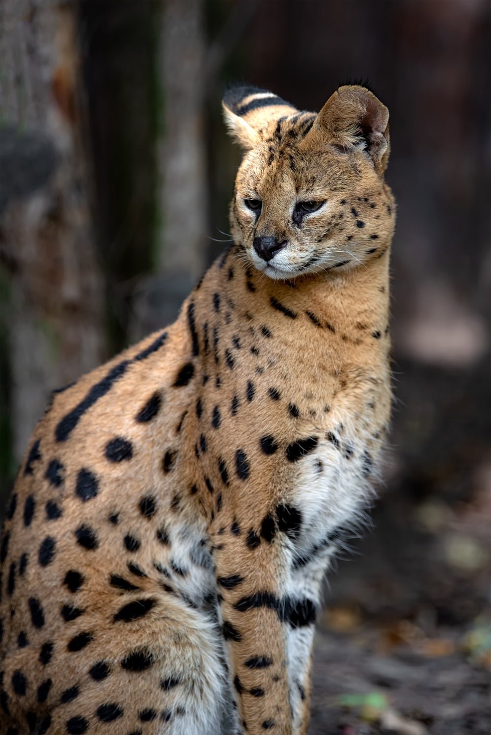 savannah cat
