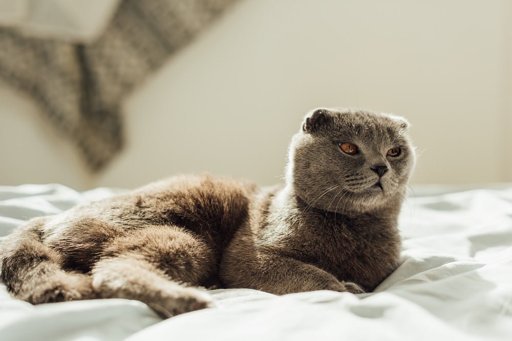 scottish fold cat breed