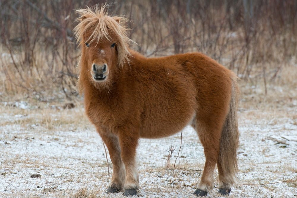 shetland pony