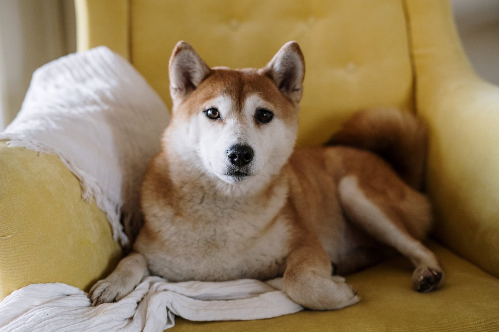 shiba inu dog