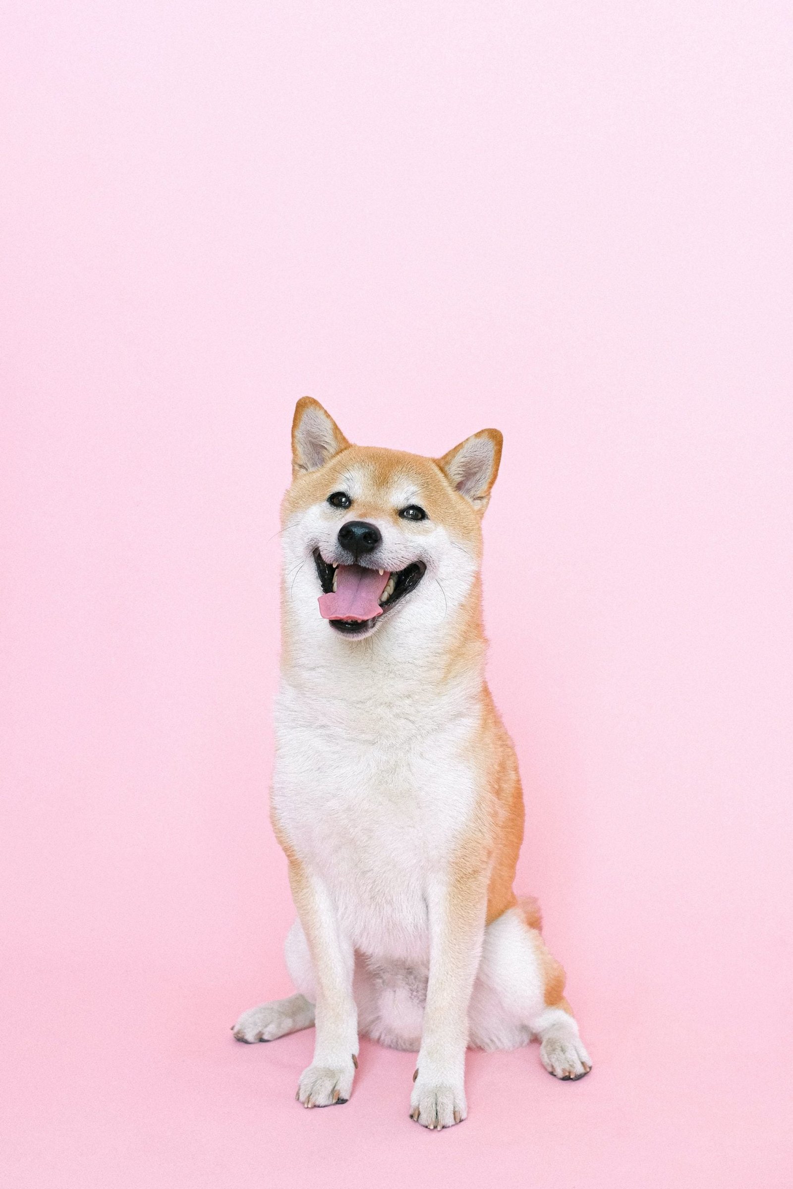 shiba inu