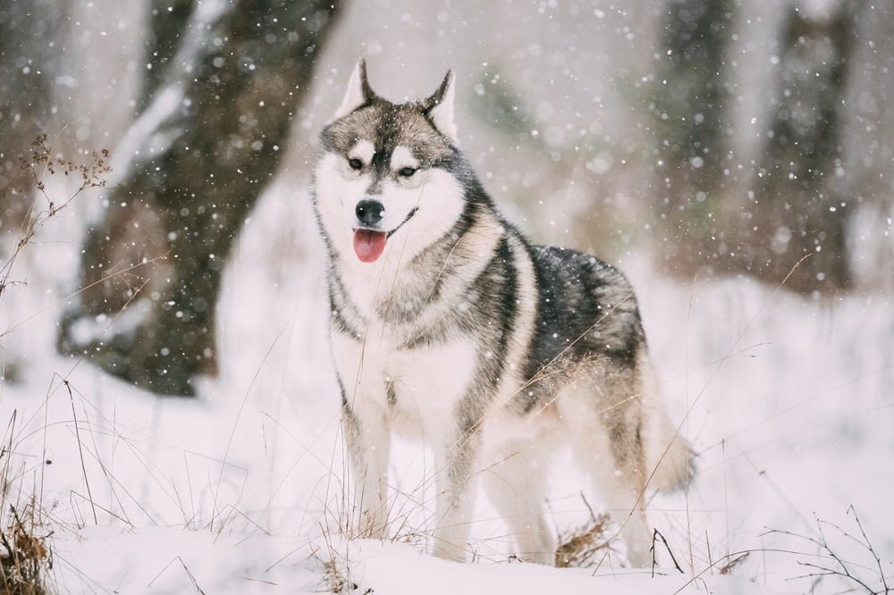 siberian husky dog