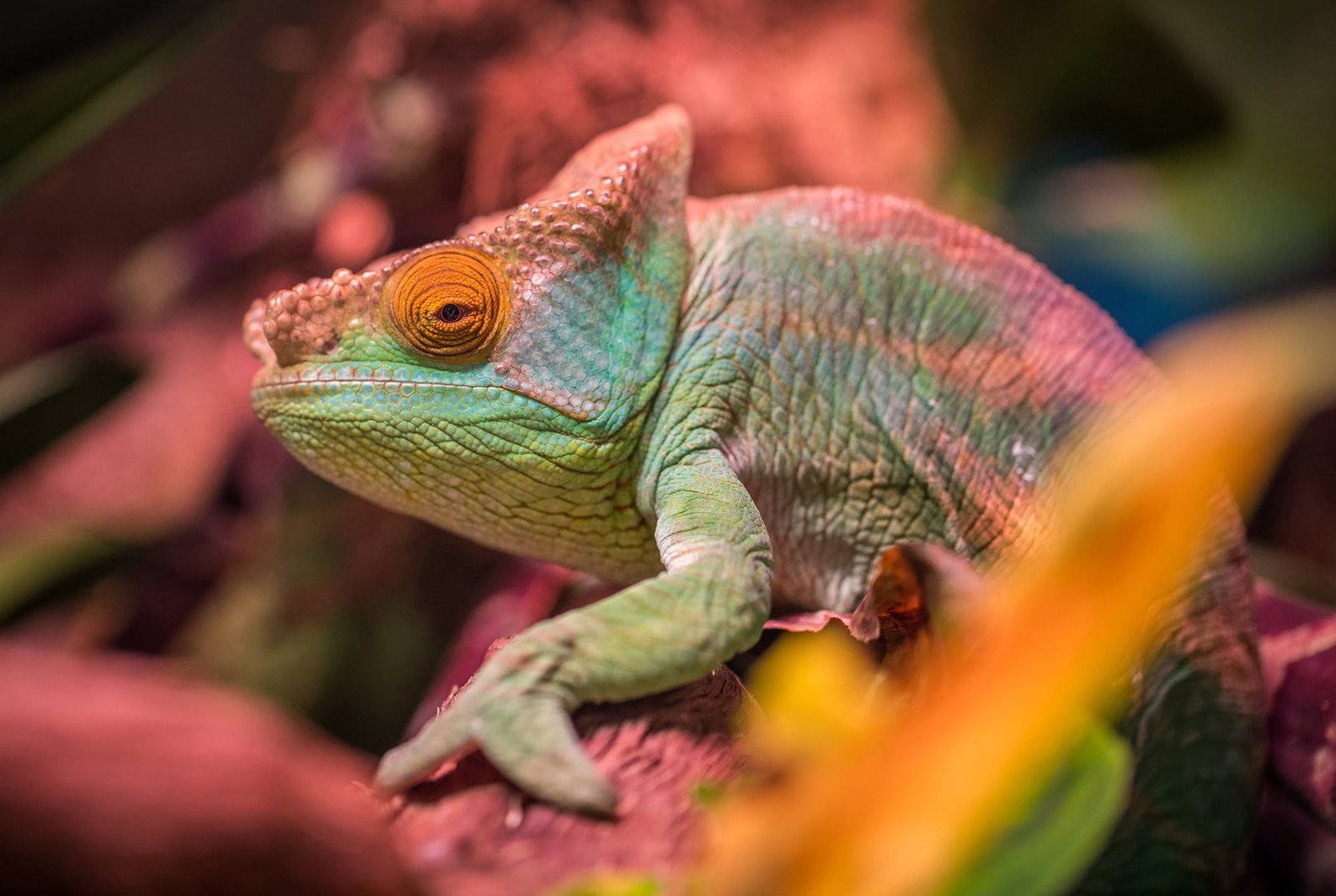 veiled chameleon diet