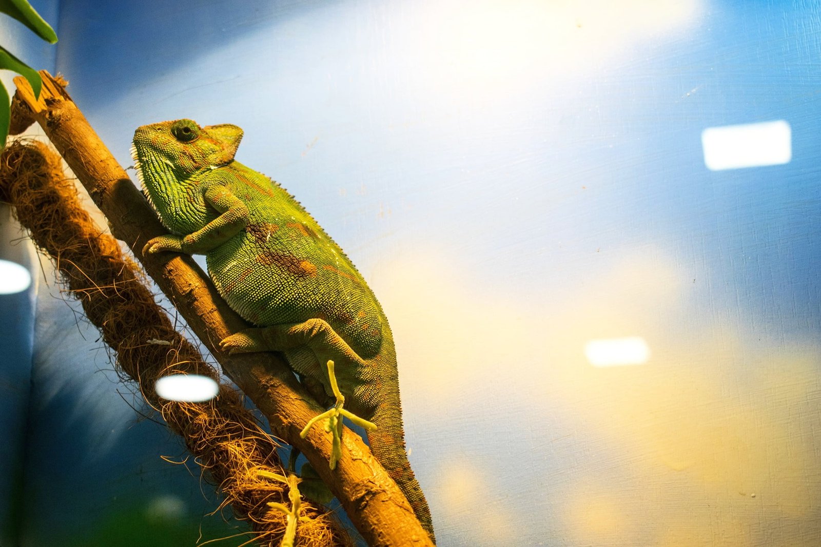 veiled chameleon habitat