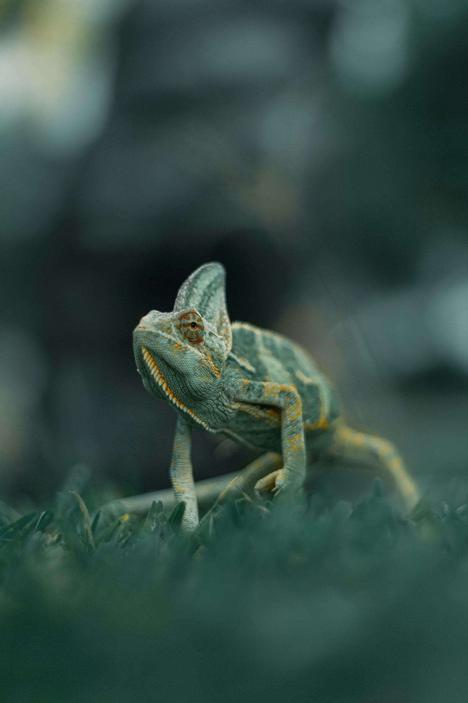 veiled chameleon
