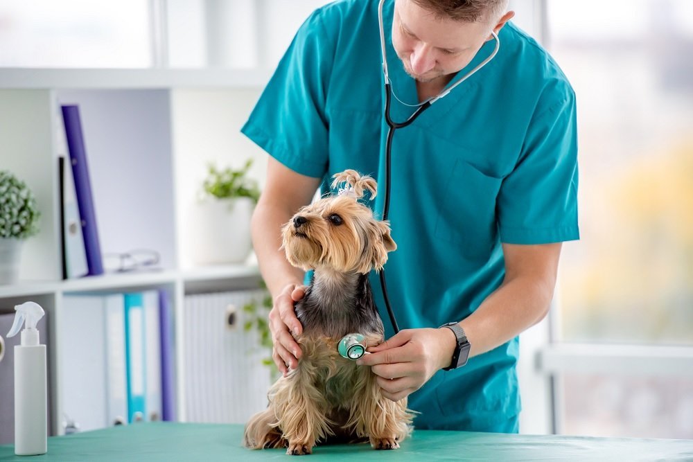 yorkshire terrier health issues